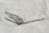 Silurian Cystoid (Caryocrinites) - New York #57688-1